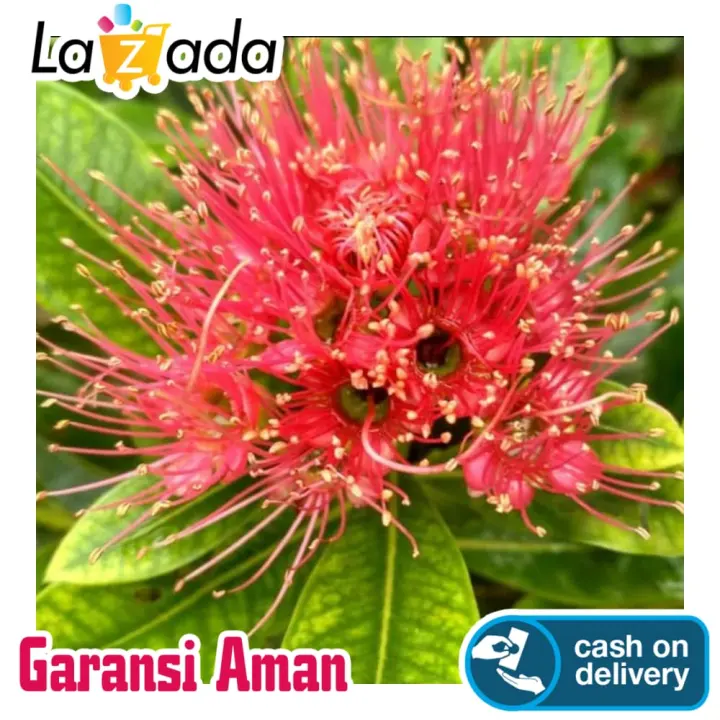 Tanaman Bunga Santos Merah Cantik Lazada Indonesia