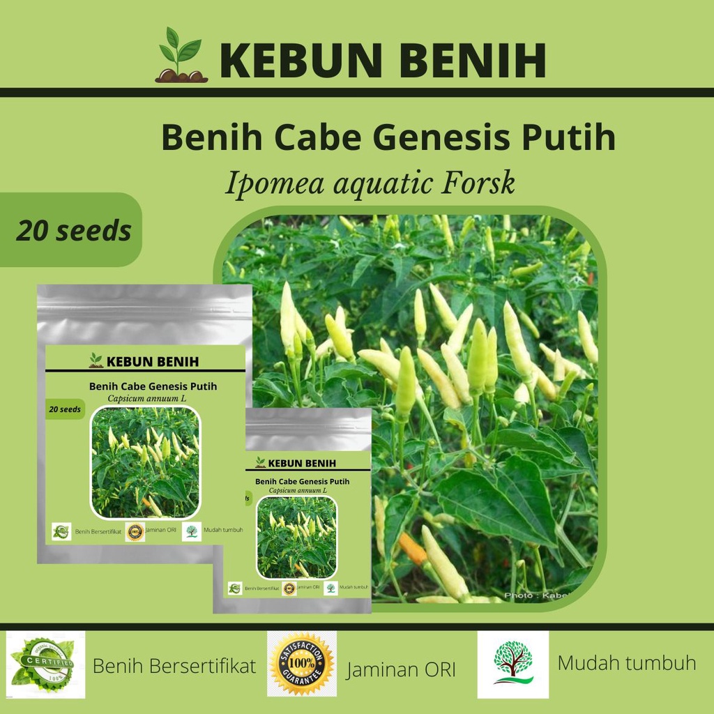 20 Benih Tanaman Cabai Rawit Genensis Putih/ Cabe Rawit Genesis Putih ...