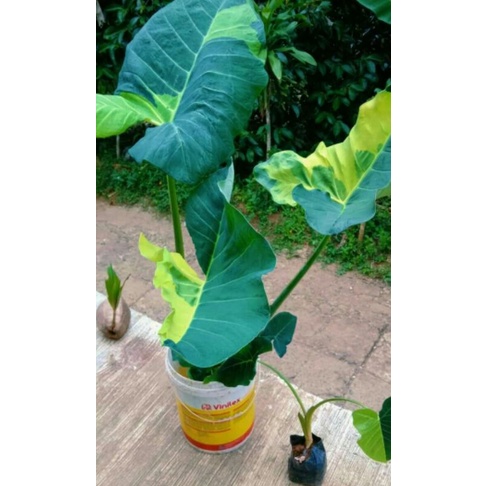 Bonggol xantasoma violaceum variegata Benih Sayuran Benih Varietas Benih  Tahan Stok Benih Tanaman Hias - Lazada | Lazada Indonesia
