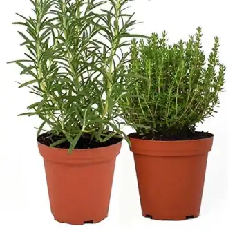 Bibit Tanaman Bunga Rosemary Herb Pegusir Nyamuk G3p Lazada