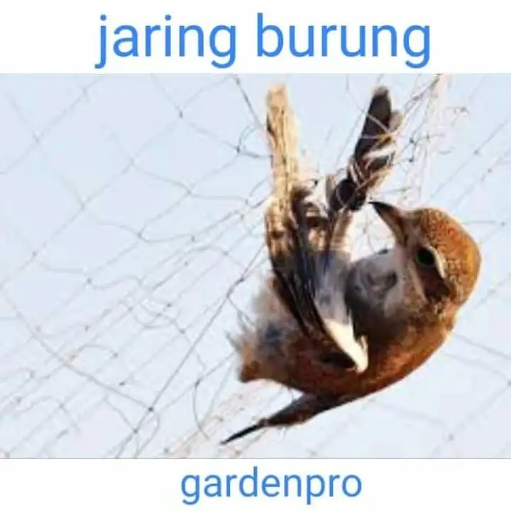 Jaring Burung Ciblek Emprit Kutilang Tekukur Nilon Langsung Pakai