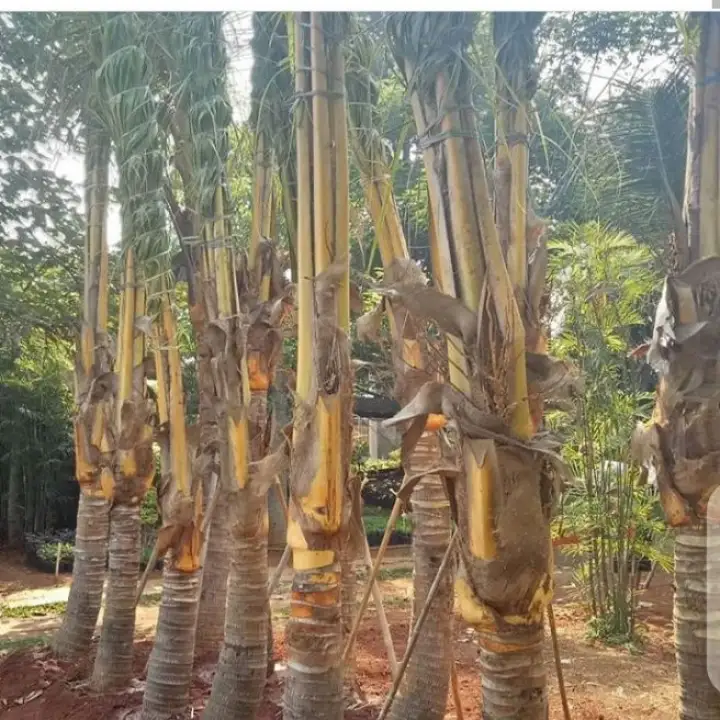 Pohon Kelapa Gading Kelapa Kuning Lazada Indonesia