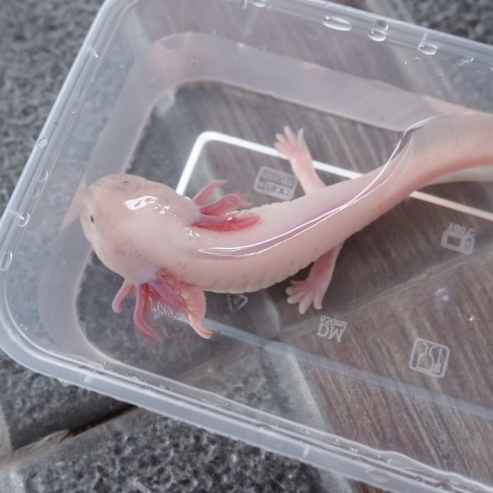 Terlaris Axolotl Leucistic Warna Putih Mata Hitam Ikan Hias Salamander Tersedia Juga Ikan Hias Aquarium Ikan Hias Aquarium Hidup Ikan Hias Hidup Asli Ikan Hias Nemo Badut Ikan Hias Air