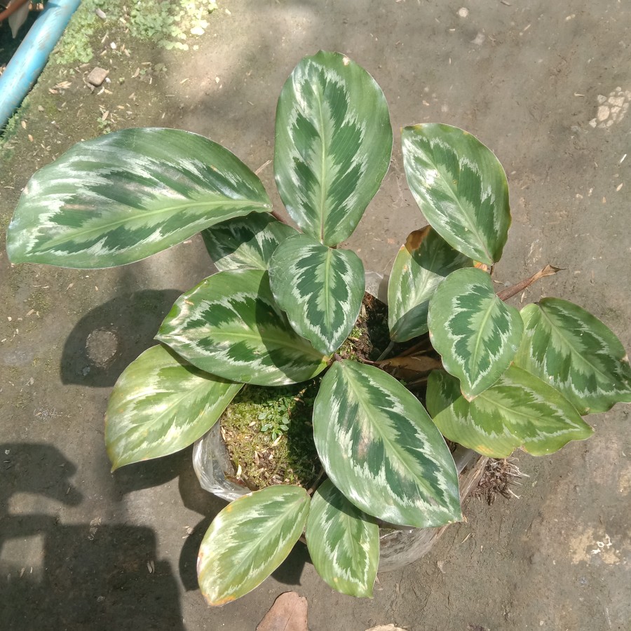 vitamin well cactus Chamaelobivia 'Rose Quartz' Peanut Cactus 2 Inch Single