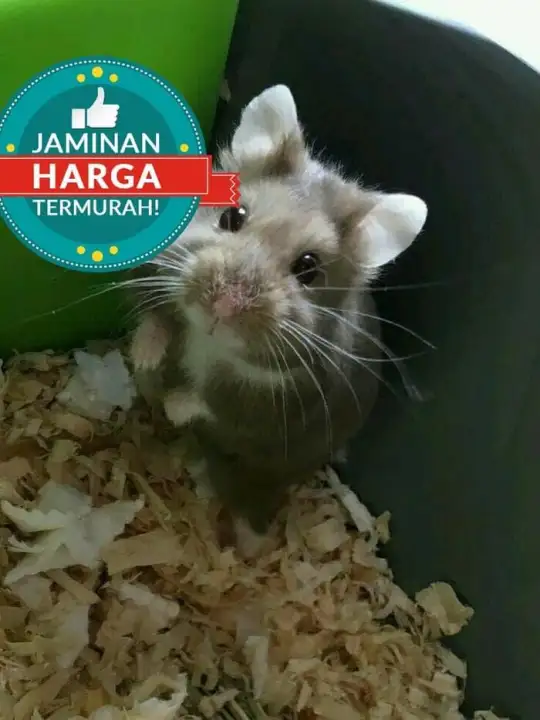 Harga Gila 1 Kg Serbuk Kayu Gergaji Untuk Hamster Landak Mini