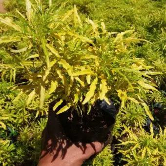 Tanaman Bunga Hias Brokoli Kuning Lazada Indonesia