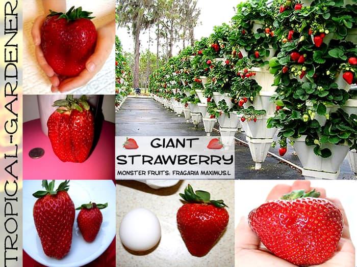 Bibit / Benih / Seeds Fruit Strawberry Giant Biji Buah Strawberi