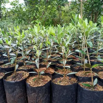Buruan Order Bibit Tanaman Pohon Zaitun Olive Bonsai Tree Benih Bibit Tanaman Hias Wisata Agrotani Bibit Unggul Lazada Indonesia