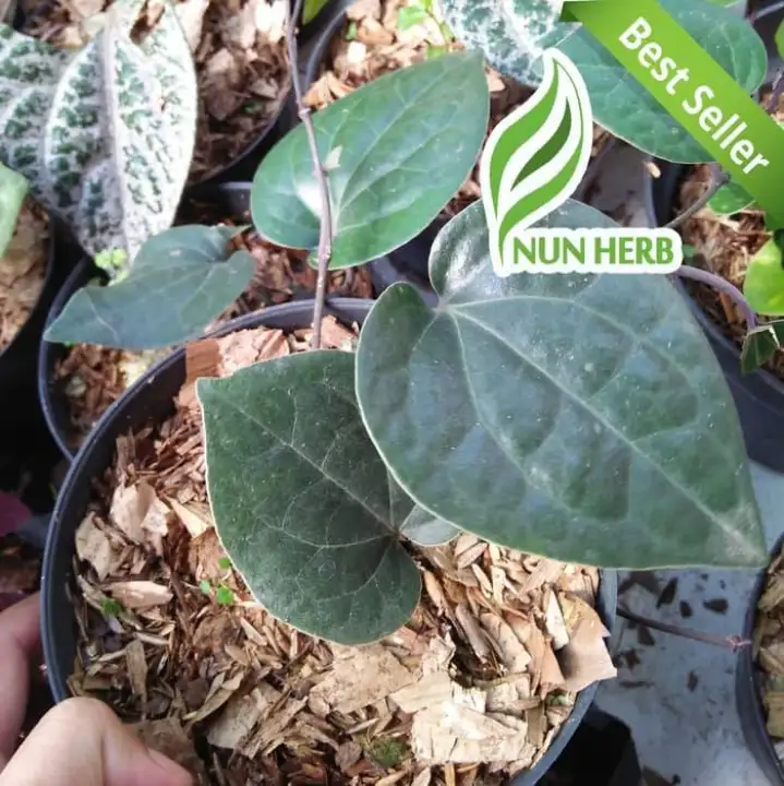 400 Gambar Daun Herbal 400 Gambar Daun Herbal