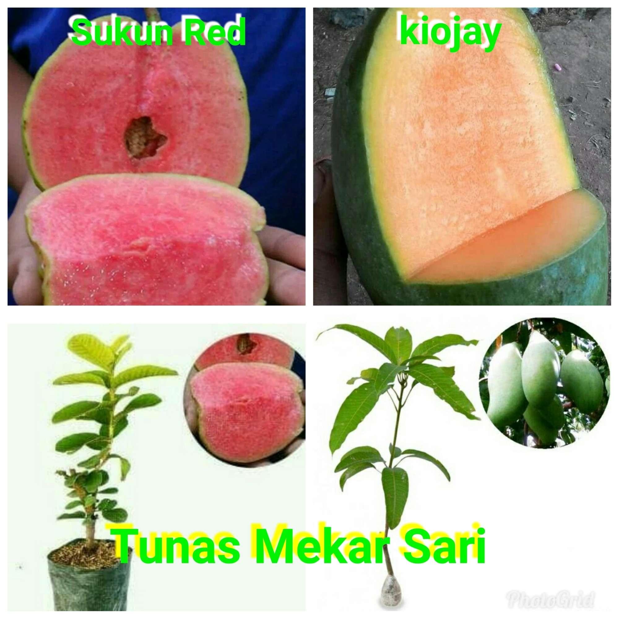 dua bibit mangga kiojay dan jambu sukun merah