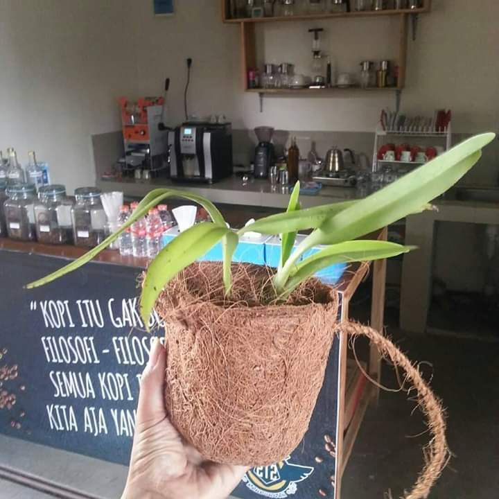 14+ Cara Membuat Bonsai Kelapa Akar Gantung Terbaru