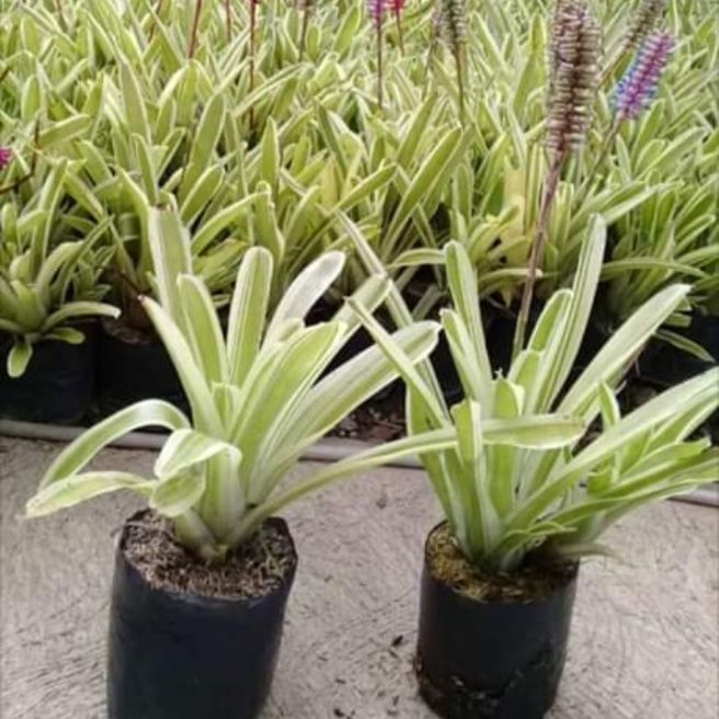 Tanaman Hias Nanas Varigata Bunga Lazada Indonesia