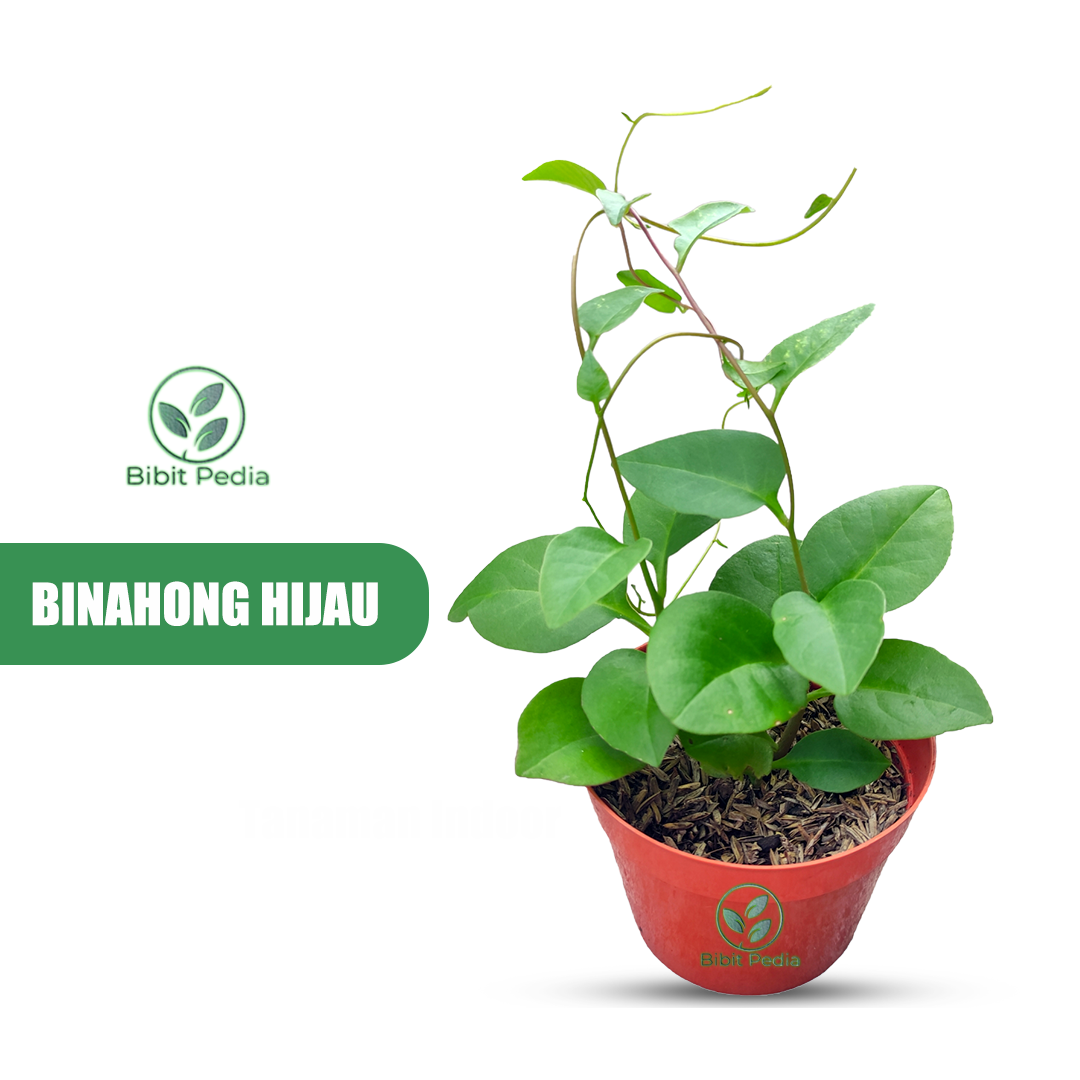 Tanaman Binahong Hijau Herbal Daun Binahong Bayam Malabar Lazada Indonesia