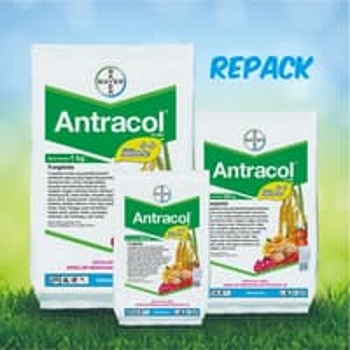 Fungisida Antracol Obat Jamur Repack 5 Gram Untuk Tanaman Bagus Dan Berkualitas Harga Murah Lazada Indonesia