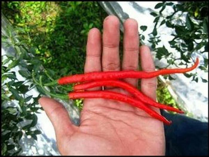 Benih Bibit Cabe Cabai Hibrida F1 FLASH Isi 10gram Hidr PROMO