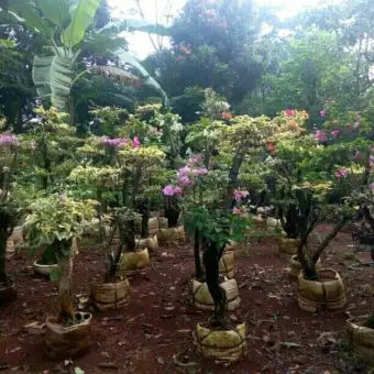 Tanaman Hias Bugenvil Bunga Kertas Harga Perpohon Lazada Indonesia