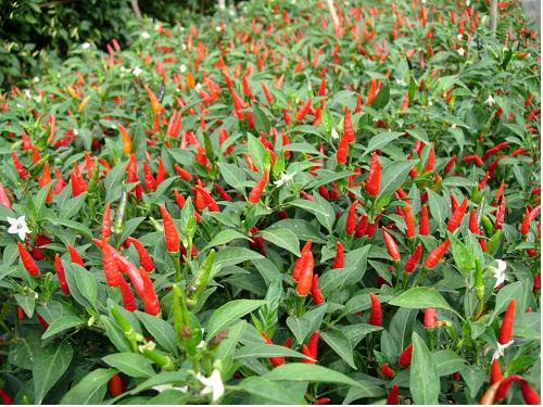 Amefurashi 50 Bibit / Benih / Seeds Cabe Bara Cabe Rawit Merah Pedas