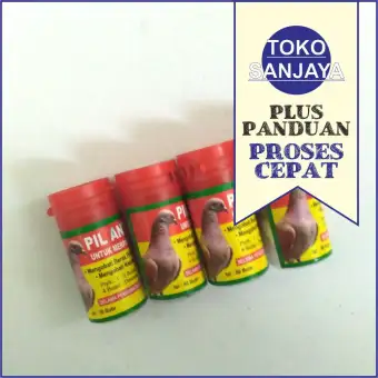 Pil Antibiotik Burung Merpati Balap Sakit Dan Jamu Burung Derkuku