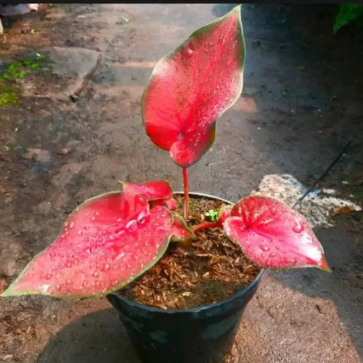 Tanaman Hias Keladi Red Jaguar Tanaman Hias Keladi Jaguar Lazada Indonesia