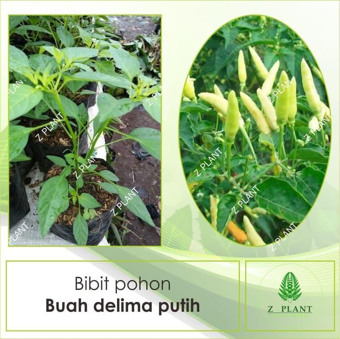 Bibit pohon cabe rawit putih atau Cabe jblay