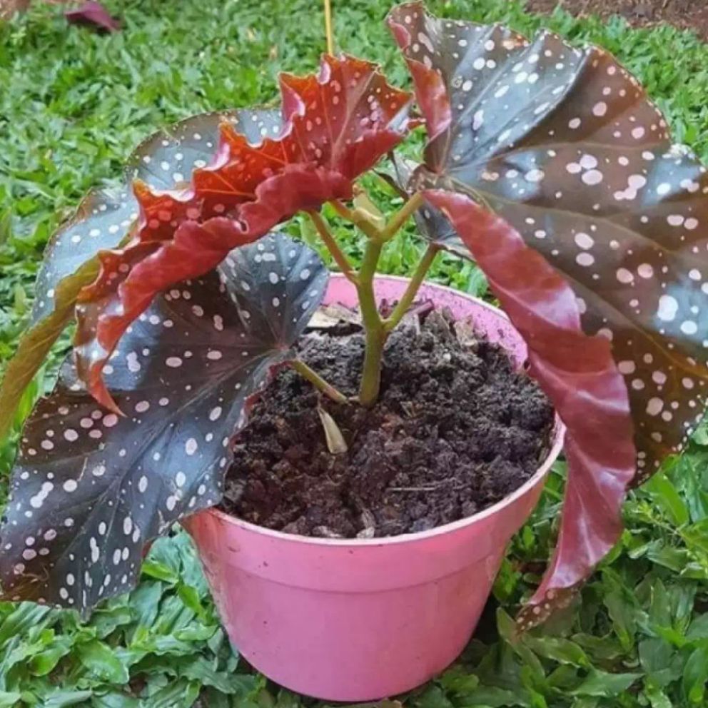 Jual begonia polkadot moca Terbaru   Lazada.co.id