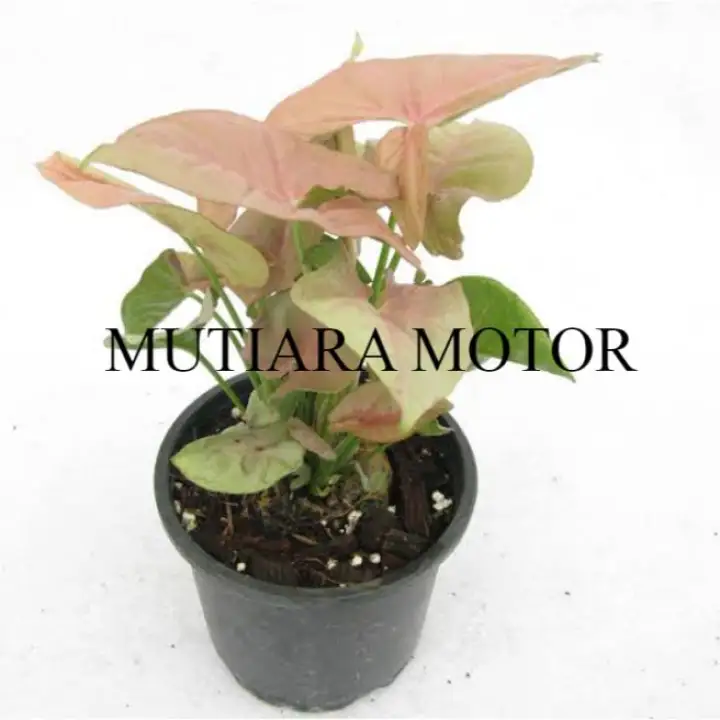 Tanaman Hias Syngonium Pink Tanaman Keladi Pink Pohon Keladi Ping Murah Lazada Indonesia