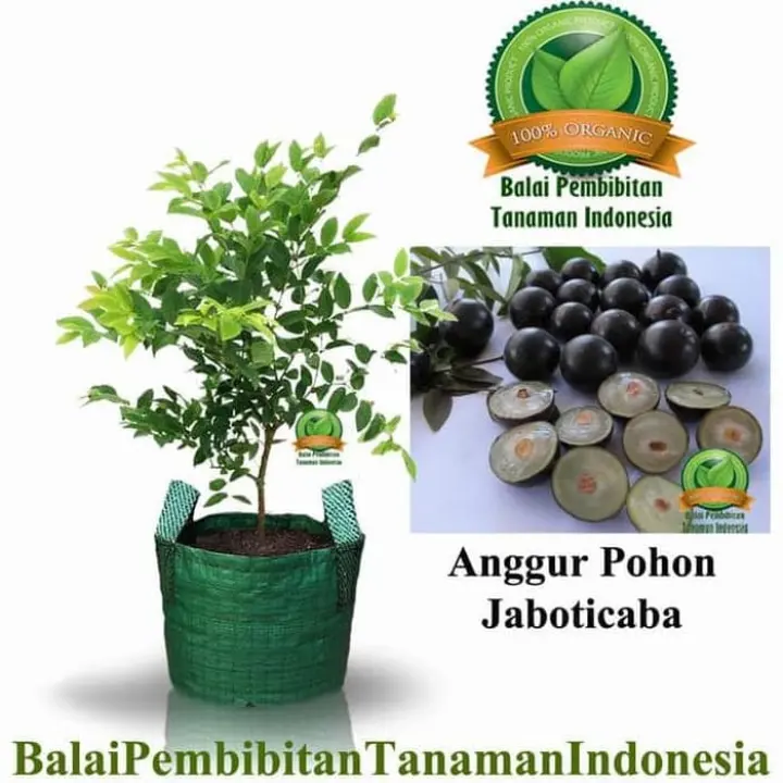 Asli Bibit Anggur Pohon Jaboticaba Bibit Buah Tanaman Terlaris Lazada Indonesia