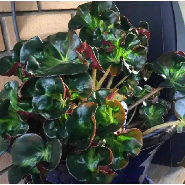 begonia kriwil cantik | Lazada Indonesia