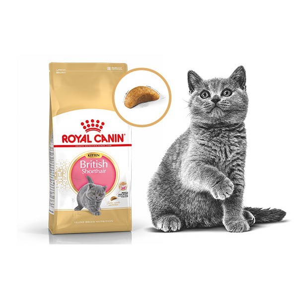 PETFOOD) Royal Canin Kitten British Shorthair 2kg/Makanan Anak