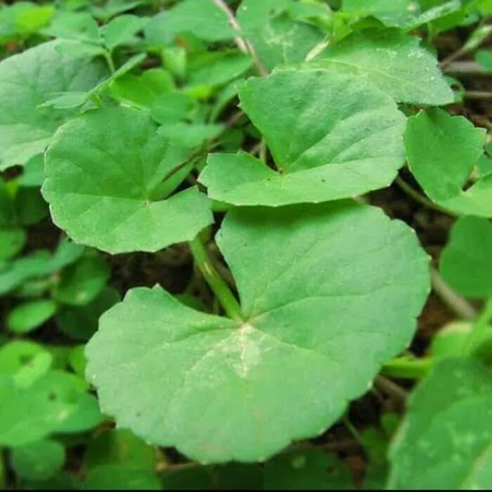 pohon pegagan / antanan