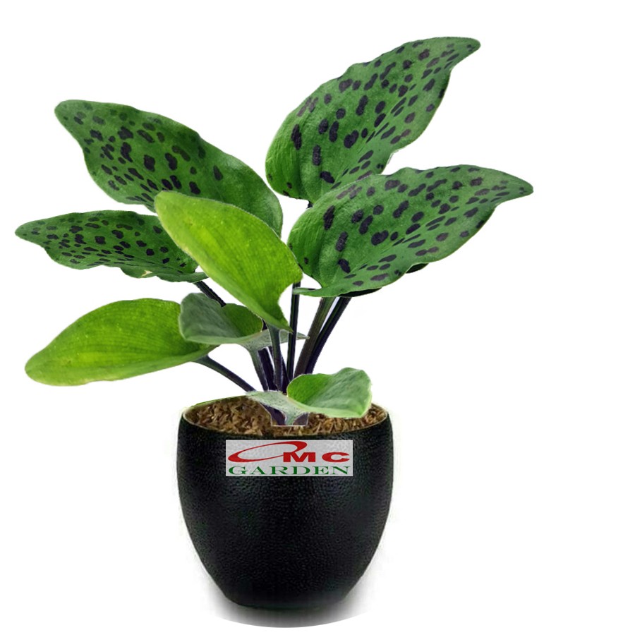 Porno qizlar favvora Oq taytlarda jinsiy aloqa