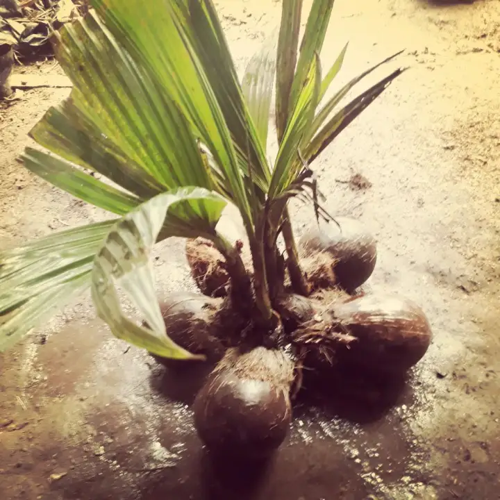 Bahan Bonsai Kelapa Berdaun Siap Sayat Mawar Lazada Indonesia