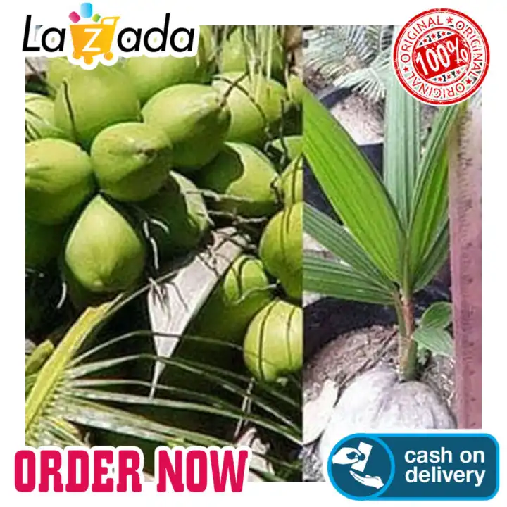Bibit Kelapa Pandan Wangi: Membeli jualan online Tanaman, Biji dan
