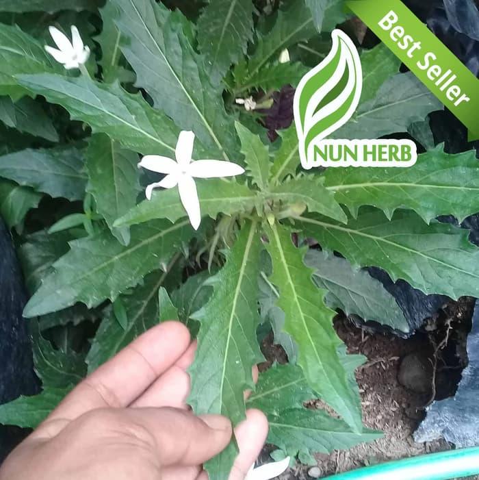 Bibit Tanaman Daun Kitolod Pohon Kitolo Kitolod Herbal Lazada Indonesia