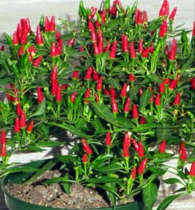 benih bibit cabe rawit hijau 50 butir benih