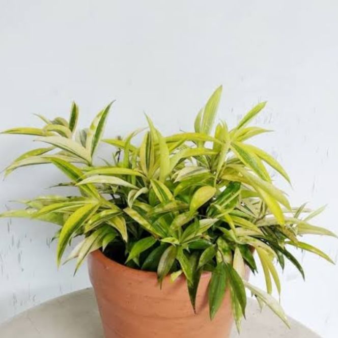 Tanaman Hias Dracena Golden Dracena Kuning Bambu Jepang Kuning Lazada Indonesia