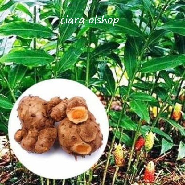 Rimpang Bangle Segar 1 Kg Murah | Lazada Indonesia