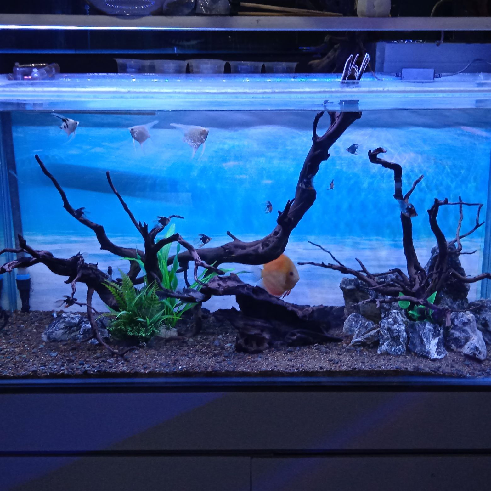 Aquascape 1 Meter Fullset Lazada Indonesia Aquarium panjang 1 meter