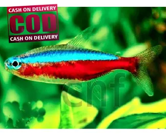 Ikan Neon Cardinal Tetra Membeli Jualan Online Akuarium Dengan