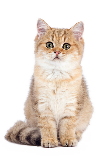 Golden British Shorthair Cat For Sale - 81021+ Nama Untuk Kucing Comel