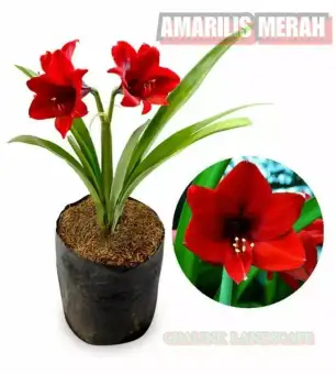 Bunga Amarilis Merah Tanaman Bunga Bakung Bunga Amarilis