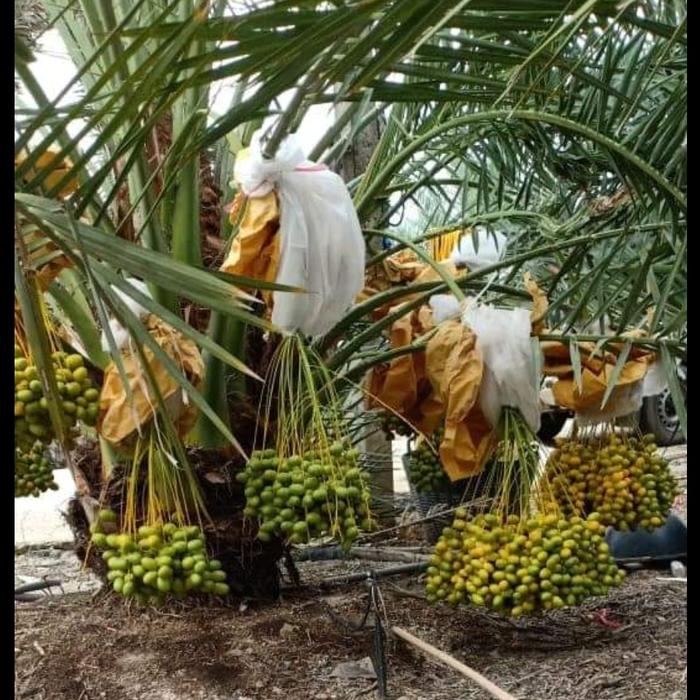 Diskon 6 Bibit Kurma 3 Betina 3 Jantan Siap Tanam Bibit Berkwalitas