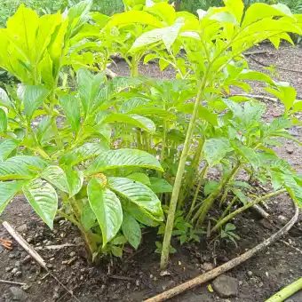 Harga Umbi Bunga Bangkai Info Lif Co Id