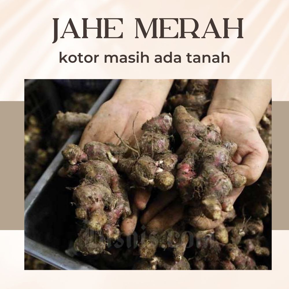 Bibit Jahe Merah Super 1 Kg Siap Tanam Jahe Merah Segar 1kg Super