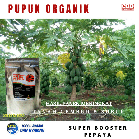 Pupuk Pepaya Berbuah Lebat Booster Pembesar Pepaya California Yg Paling Bagus Pupuk Organik