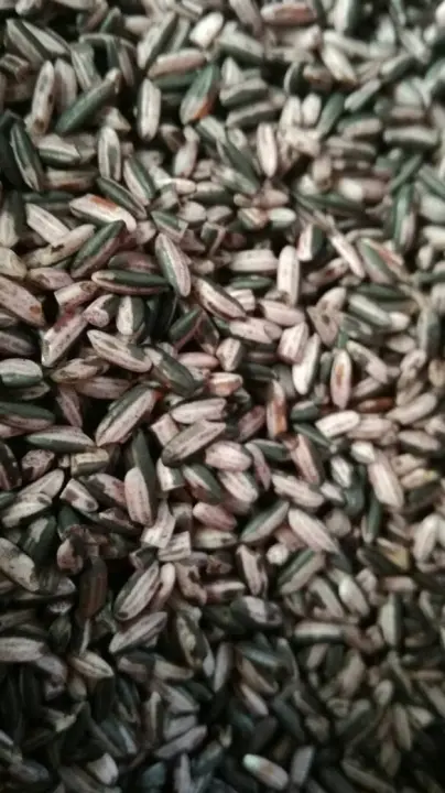 Promo Beras Ketan Hitam Sosoh Perkg Sedia Beras Hitam 1kg Sabun Beras Hitam Beras Hitam Beras Hitam 5kg Benih Beras Hitam Bibit Beras Hitam Beras Hitam Diet Serum Beras Hitam Harga Beras Hitam Lulur Beras Hitam Lazada Indonesia