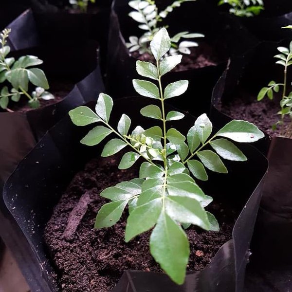 Jual Bibit Daun Kari Salam Koja Temurui Wild Curry Leaves Tanaman Hidup Lazada Indonesia