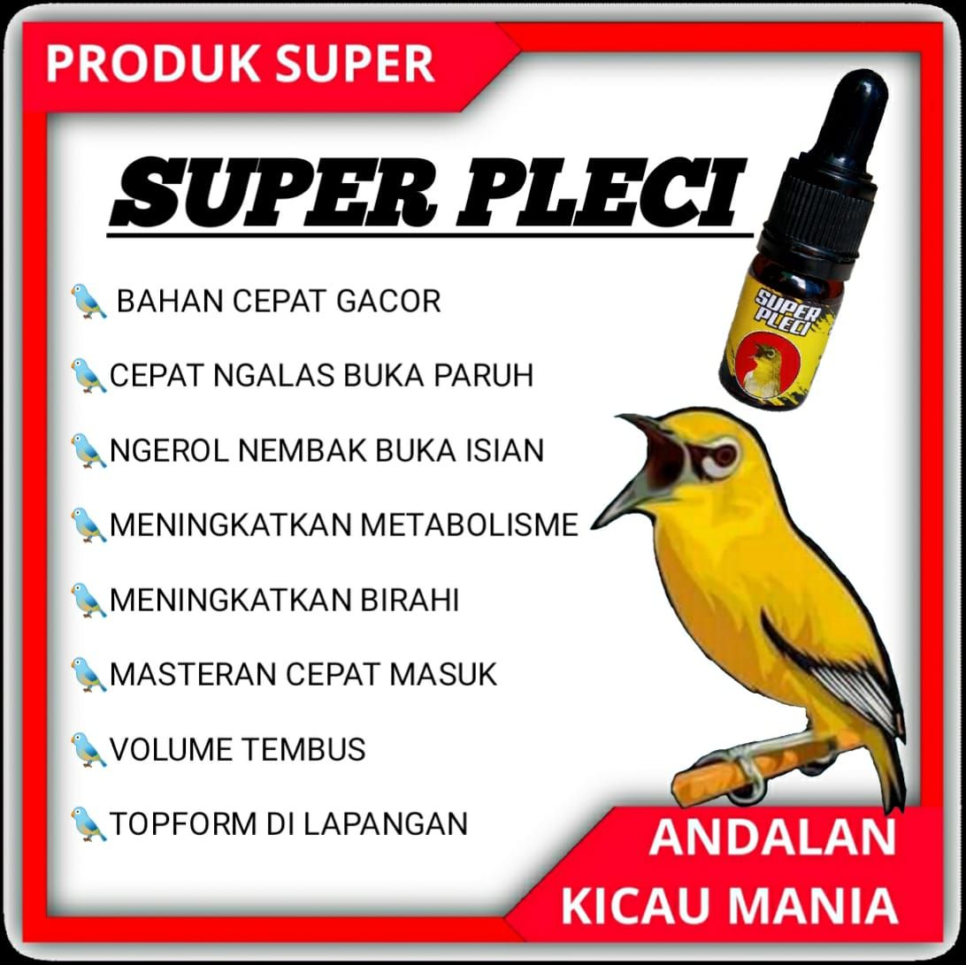 SUPER PLECI PENGGACOR KHUSUS BURUNG PLECI CEPAT GACOR BUKA PARUH | Lazada  Indonesia