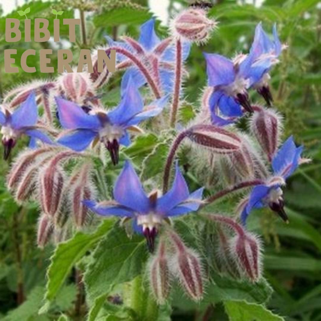 borage repack - isi +/-5 benih bibit biji herbal hidroponik