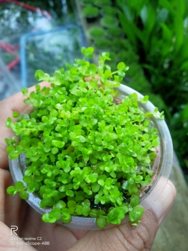 seeds Quality seed plant seeds Monte carlo tanaman karpet aquascape